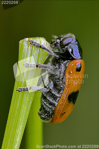 Image of the side of  wild red cercopidae vulnerata  