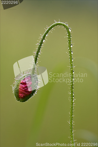 Image of flowering macro close up of a red  pink  