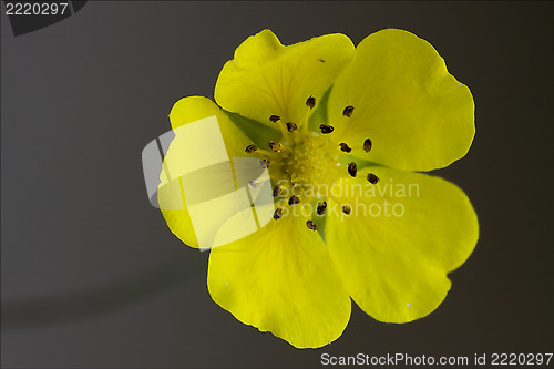 Image of macro   geum urbanum rosacee 