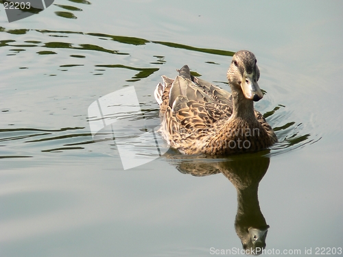 Image of Duck Swimming