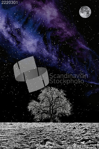 Image of White Tree