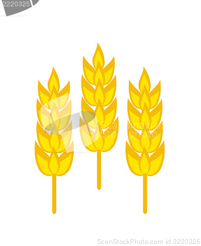 Image of Three wheat ripe ears