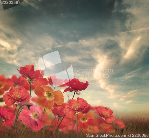 Image of Poppy Flowers