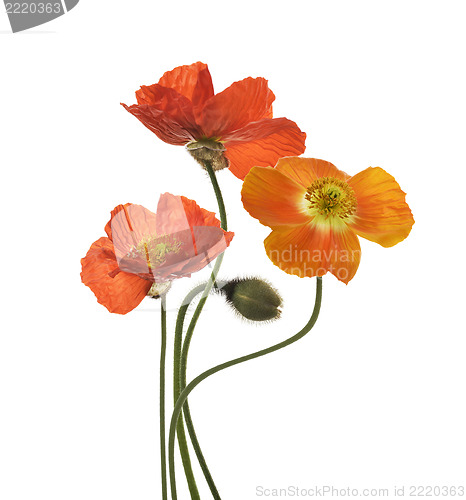 Image of Poppy Flowers