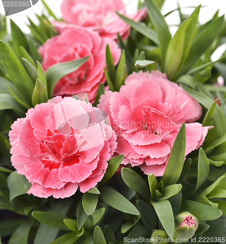 Image of Pink Carnations