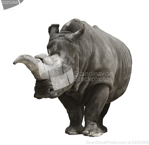 Image of Rhinoceros On White Background 