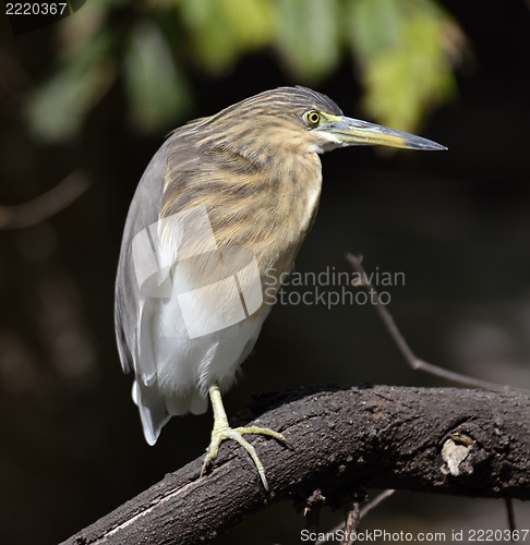 Image of Black-Crowned Night-Heron