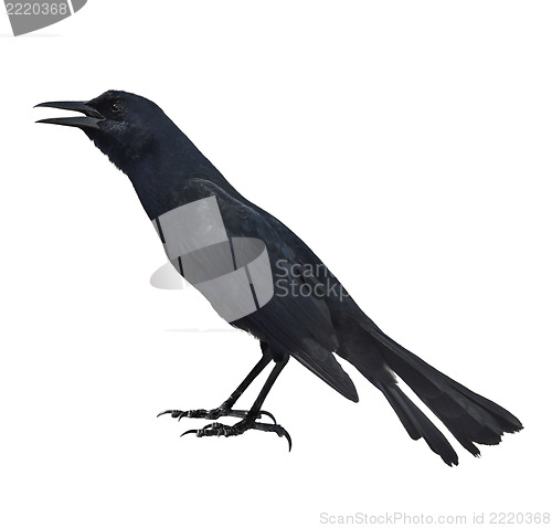 Image of Blackbird