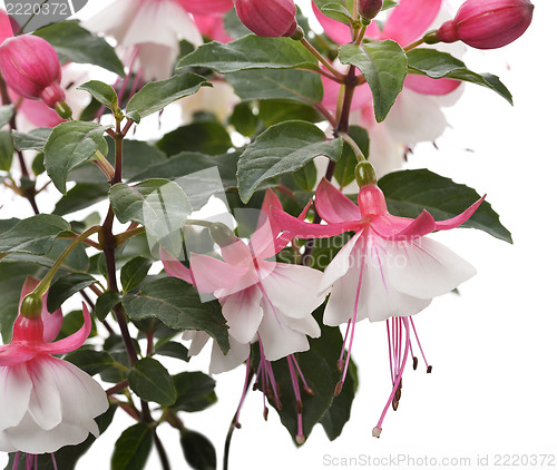 Image of Pink And White Fuchsia