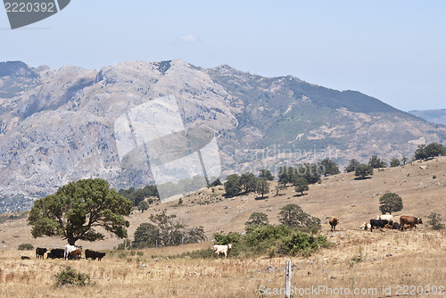 Image of Nebrodi mountains and cows