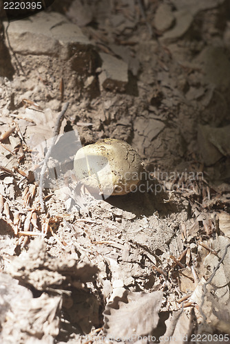 Image of Wild mushroom