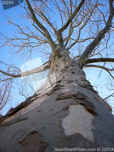 Image of Bare Tree