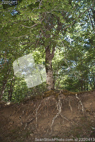 Image of old tree with roots in view