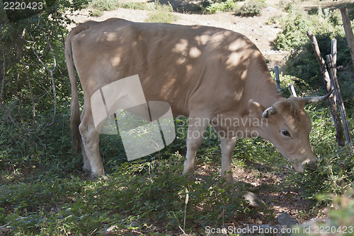 Image of Cow eating grass