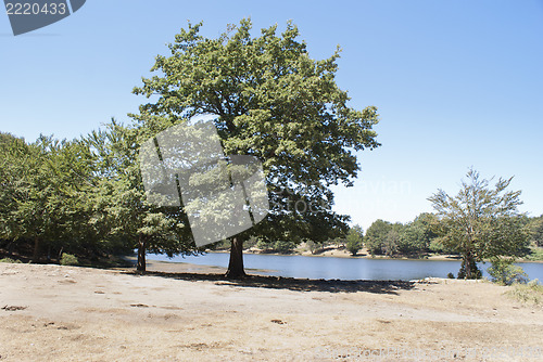 Image of Maulazzo lake with old tree, Nebrodi mountains