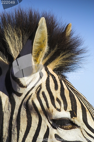 Image of zebra against blue