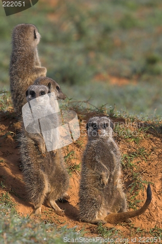 Image of meerkat