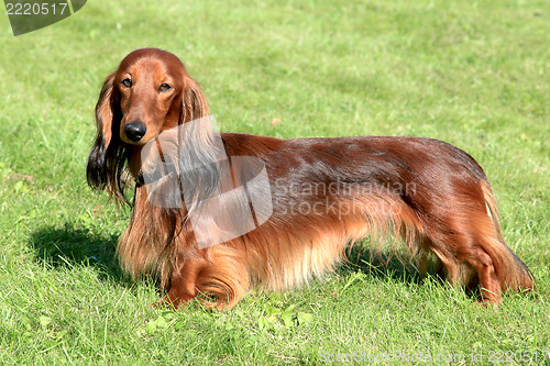 Image of Dachshund dog