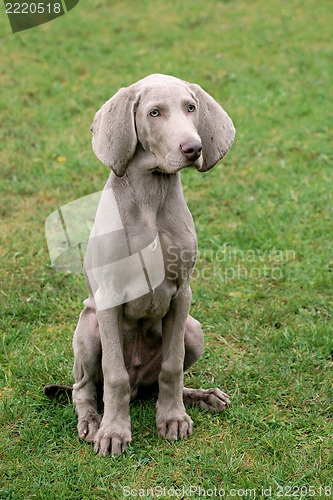 Image of Weimartaner Short Haired Pointing Dog