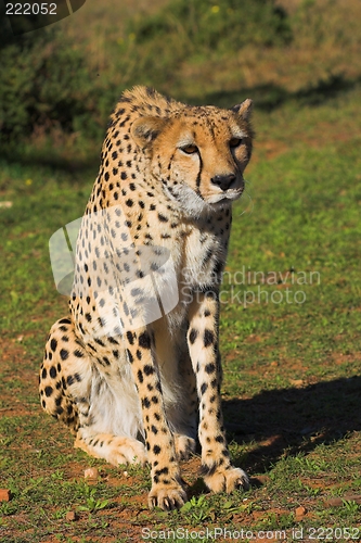 Image of stalking leopard