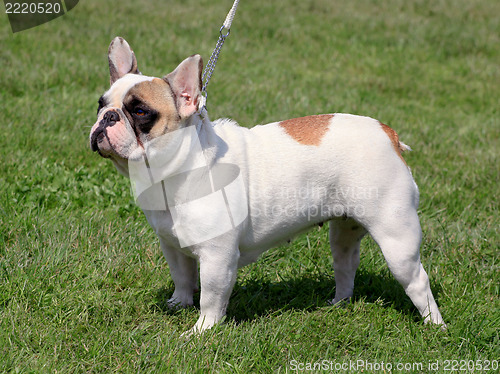 Image of French Bulldog