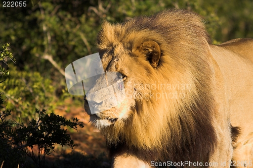 Image of male lione walking