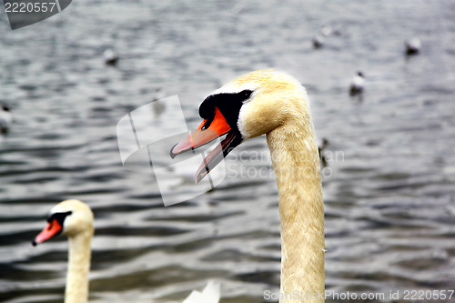 Image of Portrait of a swan