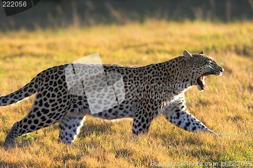 Image of yawning leopard