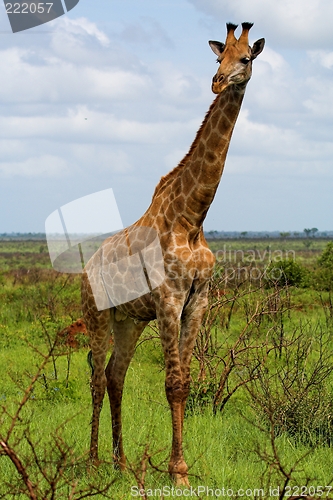 Image of tall giraffe