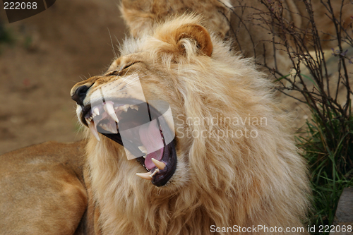 Image of Angola lion