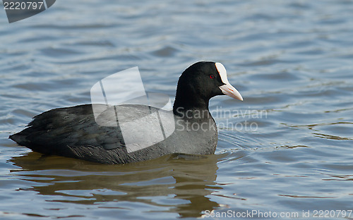 Image of Common Coot