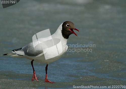 Image of Black-headed Gull