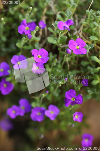 Image of Violet flower