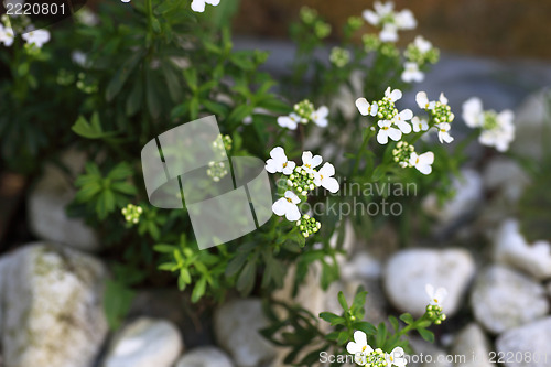 Image of White wild flower