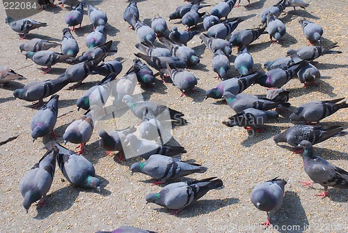 Image of Pigeons