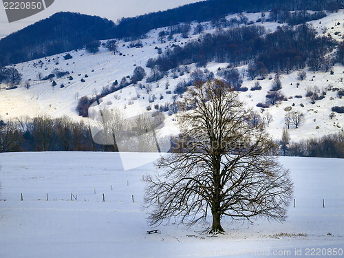 Image of Tree in winter landscape