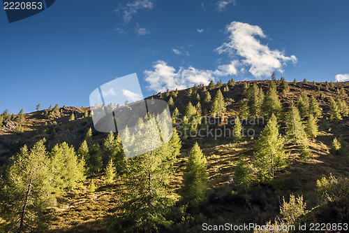 Image of Hill with trees in South Tirol