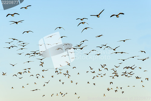 Image of Flock of black-headed gulls