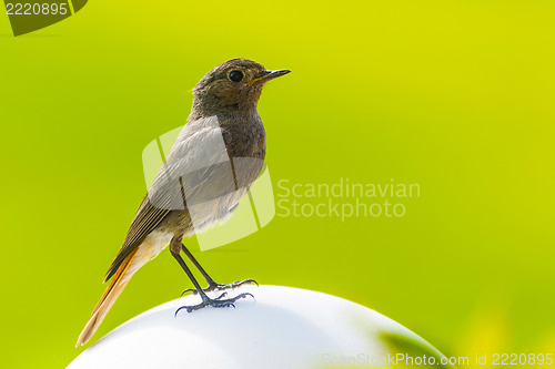 Image of Redstart is sitting