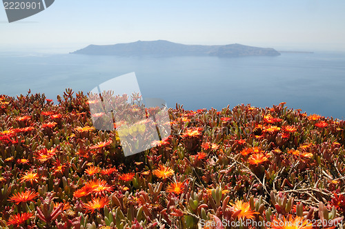 Image of Red flowers on Santorini