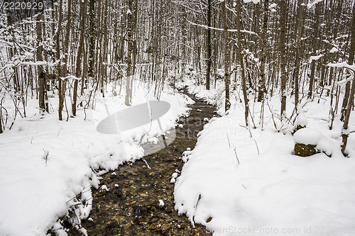 Image of Creek in winter forest