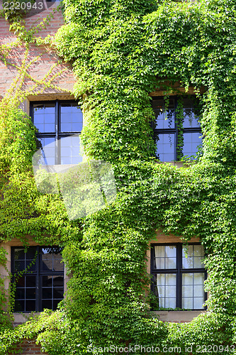 Image of Part of a castle with windows and growth of ivy