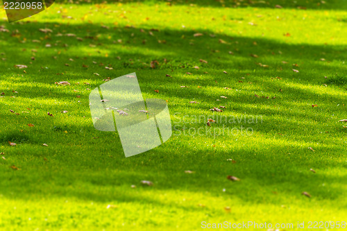 Image of Leaves on meadow