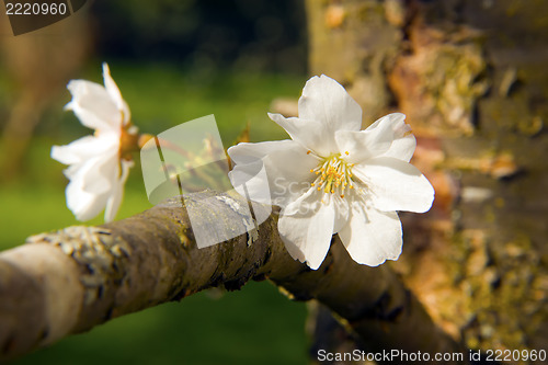 Image of Cherry blossoms on a tree