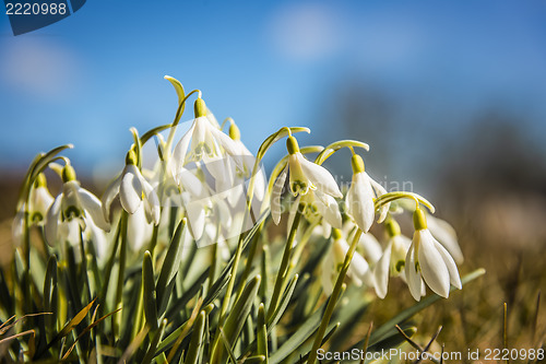 Image of Closeup of snowdrops on a sunny day