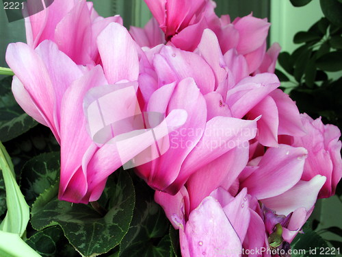 Image of Pink rhapsody