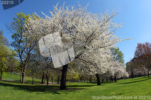 Image of Blooming tree in the park