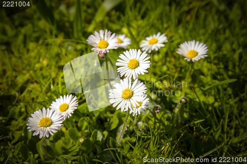 Image of Daisies in green meadow