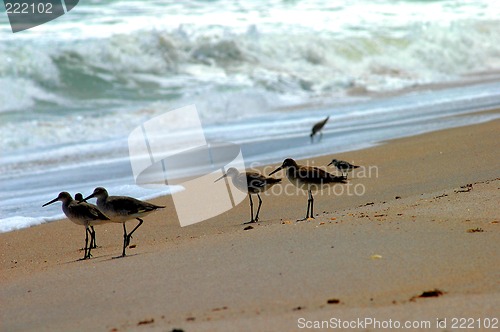 Image of sand pipers