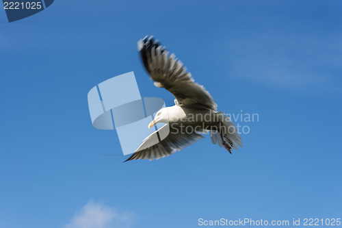 Image of Seagull in flight